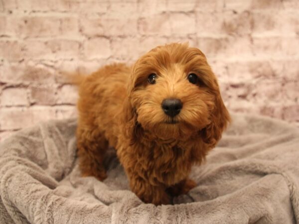 Mini Goldendoodle- Available 1/25-DOG-Female-Light Red-1794-PetCenter Old Bridge, New Jersey