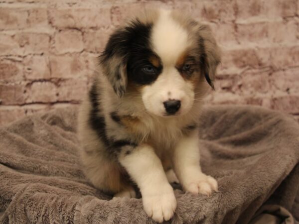 Australian Shepherd- Available 2/1-DOG-Female-Blue Merle-1818-PetCenter Old Bridge, New Jersey