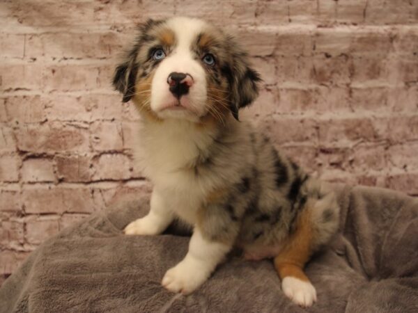 Australian Shepherd- Available 2/1-DOG-Male-Blue Merle-1819-PetCenter Old Bridge, New Jersey