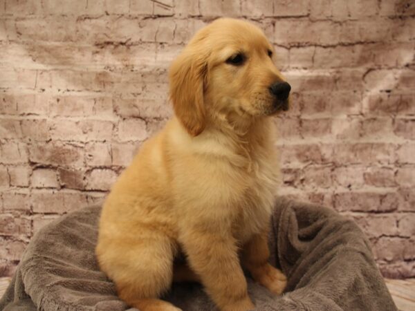 Golden Retriever- Available 2/1-DOG-Male-Red-1824-PetCenter Old Bridge, New Jersey