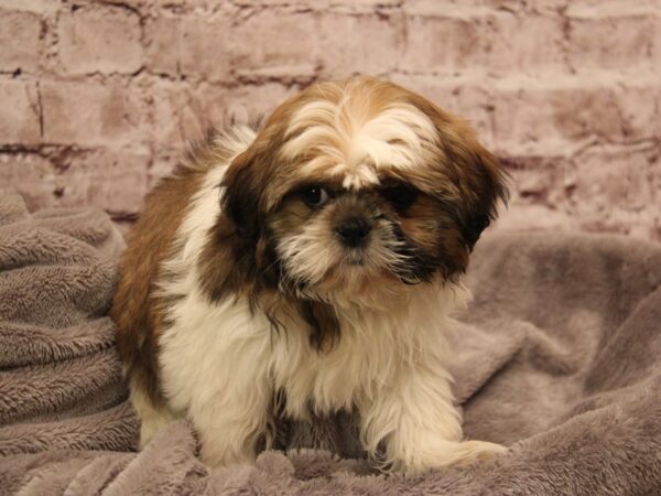 Shih Tzu- Available 2/1-DOG-Female-Black Gold / White-1820-PetCenter Old Bridge, New Jersey