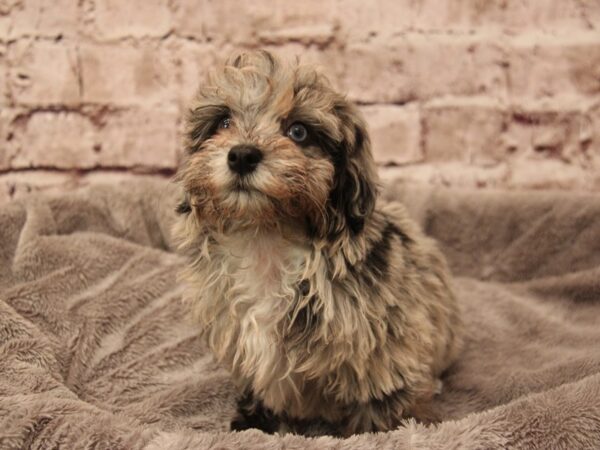 Havapoo- Available 2/1-DOG-Female-Blue Merle-1823-PetCenter Old Bridge, New Jersey