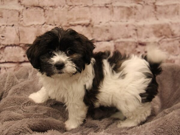 Teddy Bear- Available 2/1-DOG-Female-Tri-Colored-1828-PetCenter Old Bridge, New Jersey