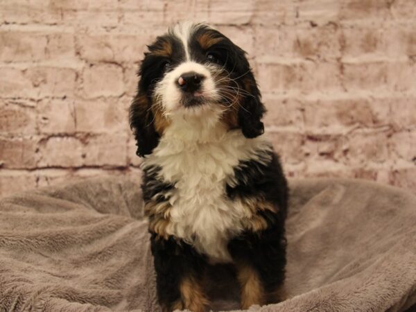 Mini Bernedoodle- Available 2/1-DOG-Male-Black White / Tan-1821-PetCenter Old Bridge, New Jersey