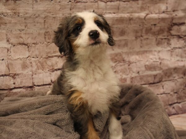Mini Bernedoodle- Available 2/1-DOG-Male-Merle-1822-PetCenter Old Bridge, New Jersey