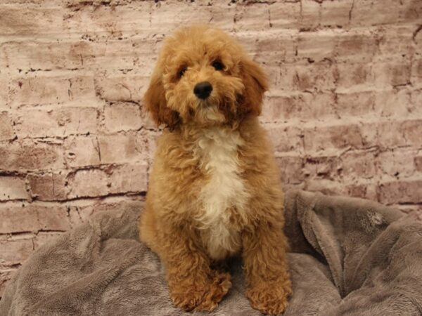 Mini Goldendoodle- Available 2/1-DOG-Male-Brown-1826-PetCenter Old Bridge, New Jersey