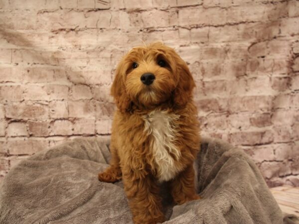 Mini Goldendoodle- Available 2/1-DOG-Male-Brown-1825-PetCenter Old Bridge, New Jersey