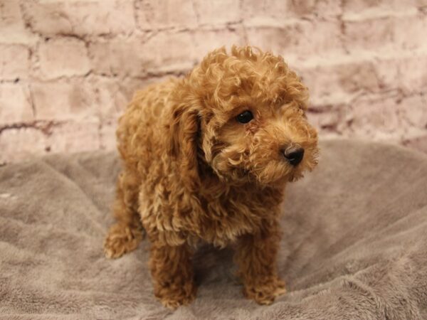 Poodle- Available 2/1-DOG-Male-Apricot-1840-PetCenter Old Bridge, New Jersey