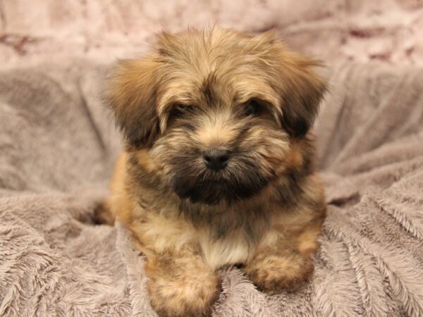 Havanese- Available 2/1-DOG-Male-Sable-1839-PetCenter Old Bridge, New Jersey