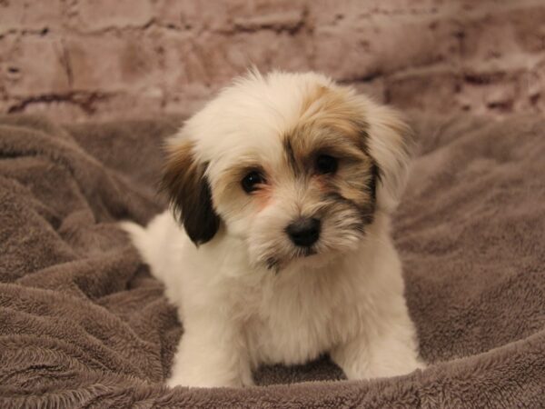 Havanese- Available 2/1-DOG-Female-White-1838-PetCenter Old Bridge, New Jersey