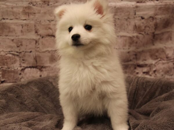 American Eskimo- Available 2/1-DOG-Female-White-1836-PetCenter Old Bridge, New Jersey