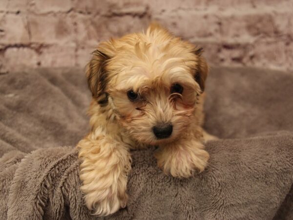Havapoo- Available 2/1-DOG-Male-Brown / White-1833-PetCenter Old Bridge, New Jersey