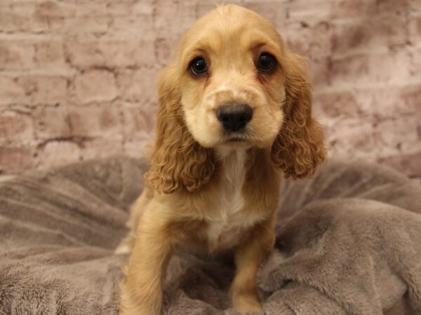 Cocker Spaniel- Available 2/1-DOG-Female-Tan / White-1832-PetCenter Old Bridge, New Jersey