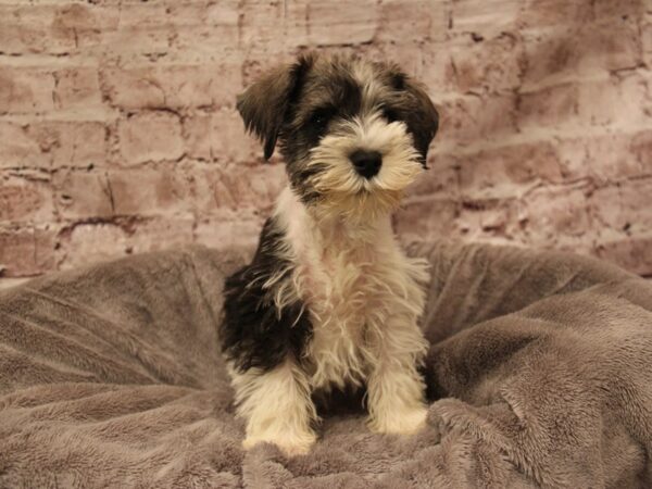 Miniature Schnauzer- Available 2/1-DOG-Male-Salt / Pepper-1831-PetCenter Old Bridge, New Jersey