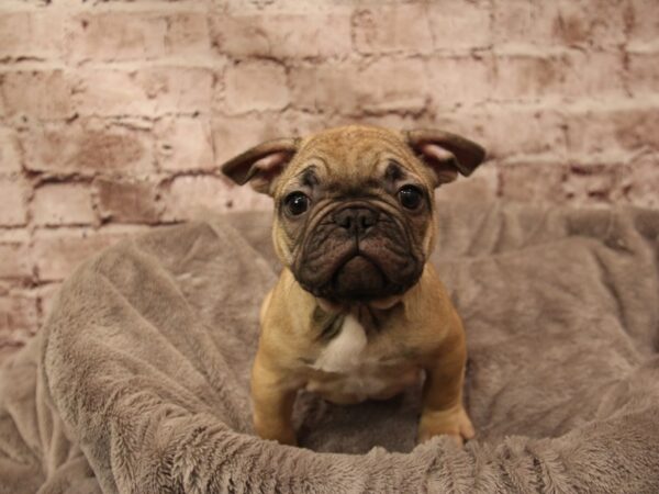 French Bulldog- Available 2/1-DOG-Male-Fawn-1830-PetCenter Old Bridge, New Jersey