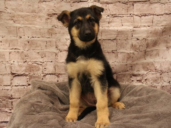 German Shepherd- Available 2/1-DOG-Female-Black / Silver-1829-PetCenter Old Bridge, New Jersey
