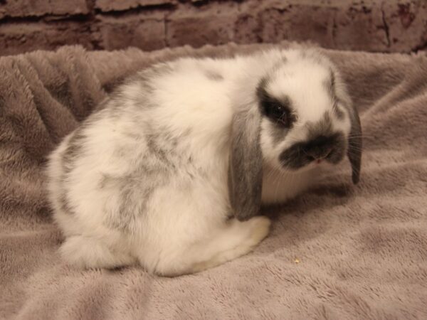 Holland Lop-RABBIT---B-1722-PetCenter Old Bridge, New Jersey