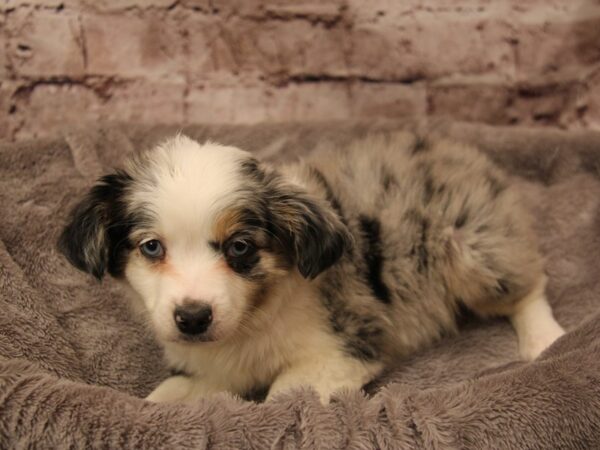 Miniature Australian Shepherd- Available 2/1-DOG-Female-Blue Merle-1834-PetCenter Old Bridge, New Jersey