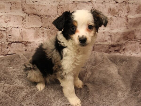 Miniature Australian Shepherd- Available 2/1-DOG-Male-Blue Merle-1835-PetCenter Old Bridge, New Jersey