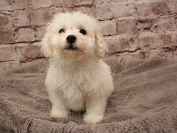 Bichon Frise- Available 2/8-DOG-Male-White-1845-PetCenter Old Bridge, New Jersey