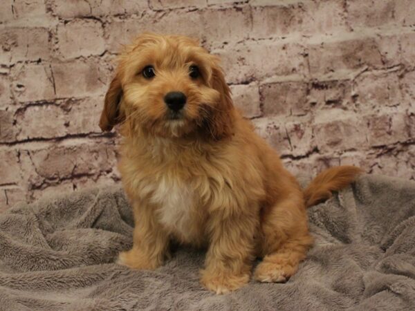 Cavapoo- Available 2/8-DOG-Male-Apricot-1843-PetCenter Old Bridge, New Jersey