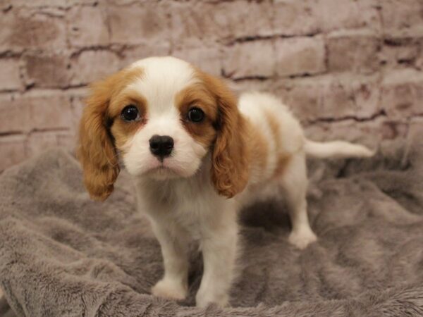 Cavalier King Charles Spaniel- Available 2/8-DOG-Male-Blenheim-1844-PetCenter Old Bridge, New Jersey