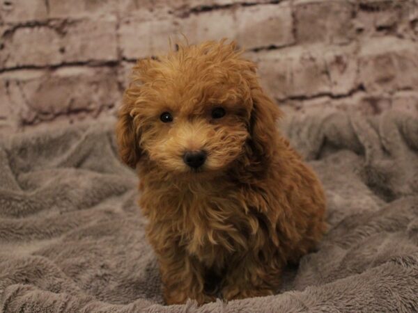 Poodle- Available 2/8-DOG-Male-Apricot-1842-PetCenter Old Bridge, New Jersey
