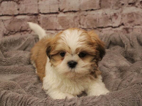 Shih Tzu- Available 2/8-DOG-Male-Gold / White-1841-PetCenter Old Bridge, New Jersey