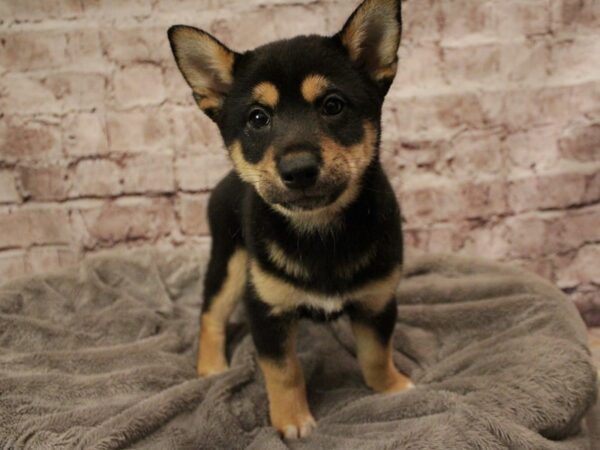 Shiba Inu- Available 2/8-DOG-Male-Black and Tan-1864-PetCenter Old Bridge, New Jersey