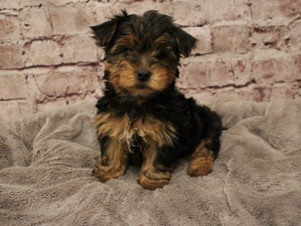 Yorkshire Terrier- Available 2/8-DOG-Male-Black and Tan-1862-PetCenter Old Bridge, New Jersey
