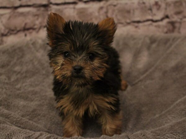 Yorkshire Terrier- Available 2/8-DOG-Female-Black and Tan-1861-PetCenter Old Bridge, New Jersey