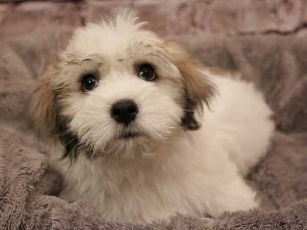 Coton De Tulear- Available 2/8-DOG-Male-White / Brown-1855-PetCenter Old Bridge, New Jersey