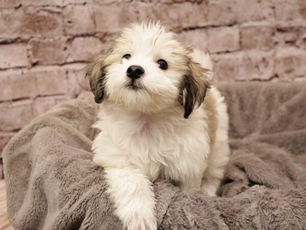 Coton De Tulear- Available 2/8-DOG-Female-White / Brown-1854-PetCenter Old Bridge, New Jersey
