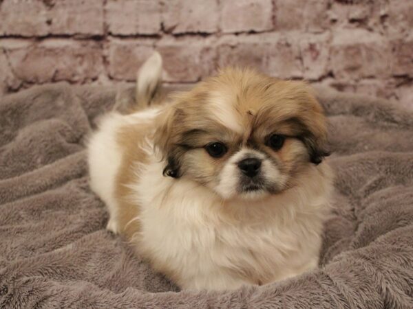 Pekingese- Available 2/8-DOG-Female-Sable / White-1853-PetCenter Old Bridge, New Jersey