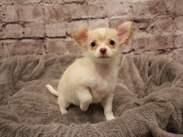 Chihuahua- Available 2/8-DOG-Female-Cream / White-1852-PetCenter Old Bridge, New Jersey