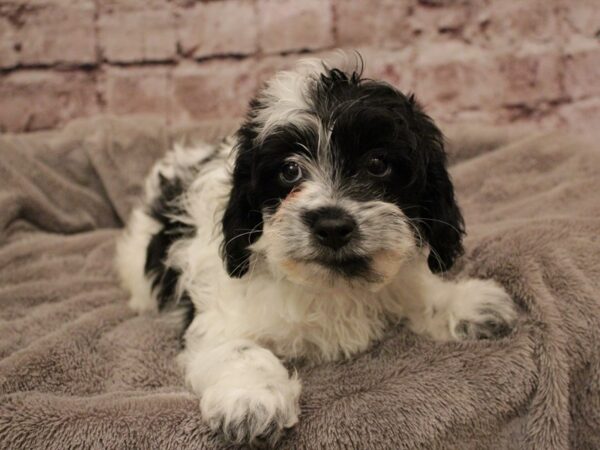 Shihpoo- Available 2/8-DOG-Male-Black / White-1849-PetCenter Old Bridge, New Jersey