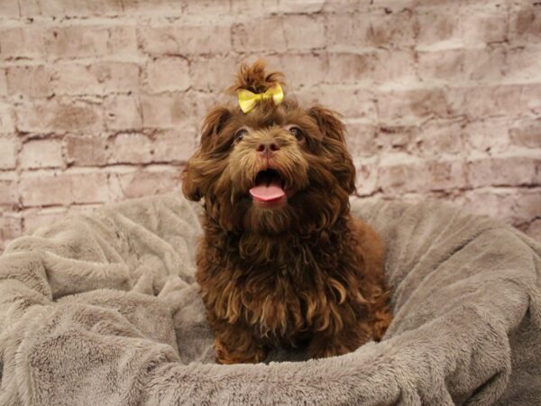 Shihpoo- Available 12/7-DOG-Female-Grizzle-1680-PetCenter Old Bridge, New Jersey