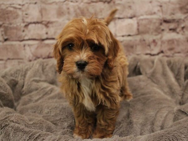 Poodle- Available 2/8-DOG-Male-Apricot-1860-PetCenter Old Bridge, New Jersey