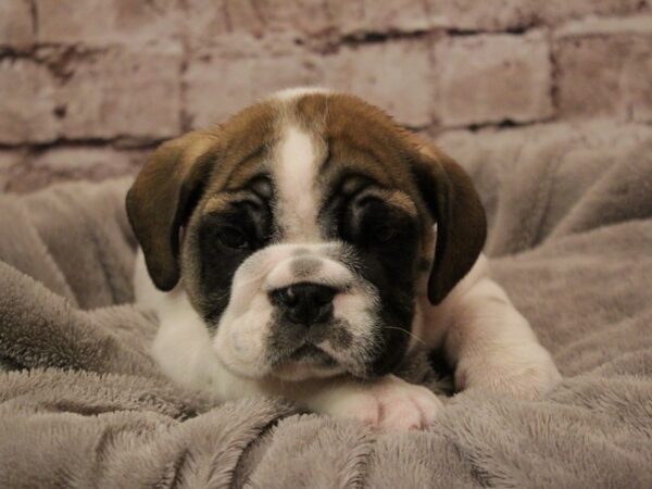 English Bulldog- Available 2/8-DOG-Male-Brindle / White-1850-PetCenter Old Bridge, New Jersey