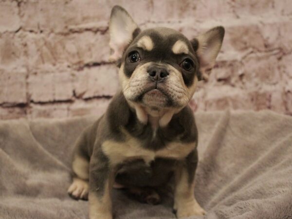 French Bulldog- Available 2/8-DOG-Female-Blue / Tan-1859-PetCenter Old Bridge, New Jersey