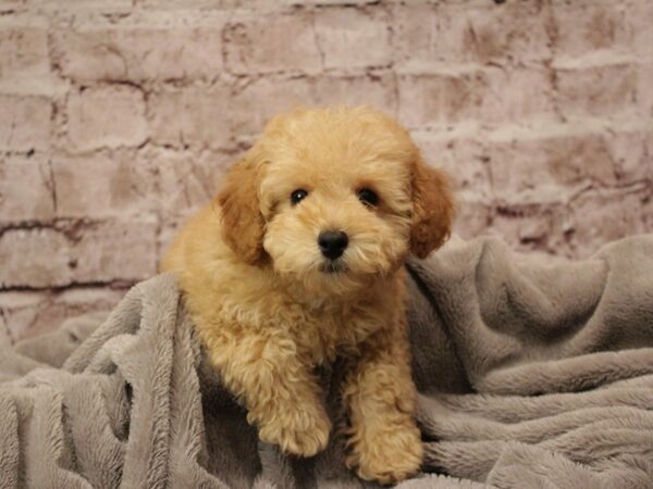 Poodle- Available 2/8-DOG-Male-Buff-1851-PetCenter Old Bridge, New Jersey