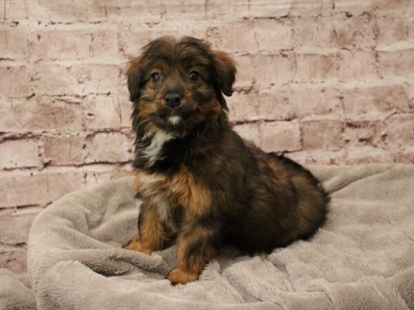Mini Aussiepoo- Available 2/8-DOG-Female-Sable-1858-PetCenter Old Bridge, New Jersey