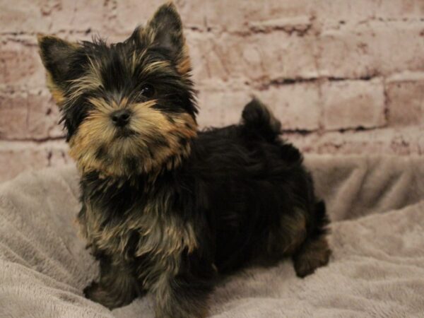 Yorkshire Terrier- Available 2/8-DOG-Male-Black / Tan-1847-PetCenter Old Bridge, New Jersey