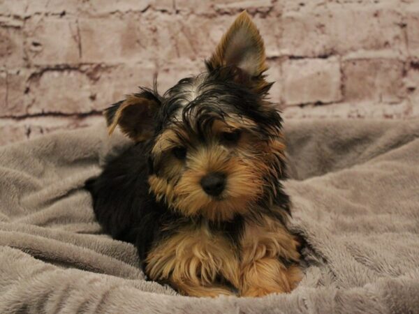 Yorkshire Terrier- Available 2/8-DOG-Male-Black / Tan-1848-PetCenter Old Bridge, New Jersey