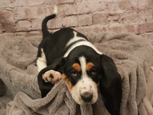 Basset Hound- Available 2/16-DOG-Male-Tri-Colored-1865-PetCenter Old Bridge, New Jersey