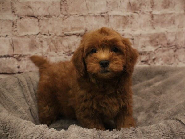 Mini Goldendoodle- Available 2/16-DOG-Male-Red-1866-PetCenter Old Bridge, New Jersey
