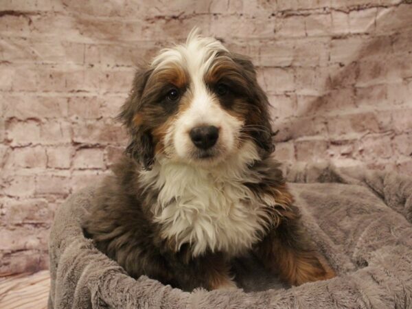 Mini Bernadoodle- Available 2/16-DOG-Female-Merle-1867-PetCenter Old Bridge, New Jersey