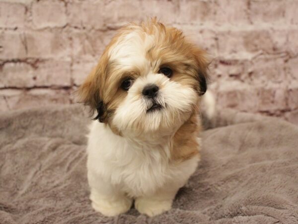 Shih Tzu- Available 2/16-DOG-Female-Gold / White-1870-PetCenter Old Bridge, New Jersey