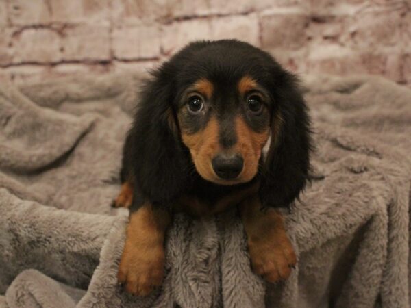 Dachshund- Available 2/16-DOG-Male-Black / Tan-1872-PetCenter Old Bridge, New Jersey