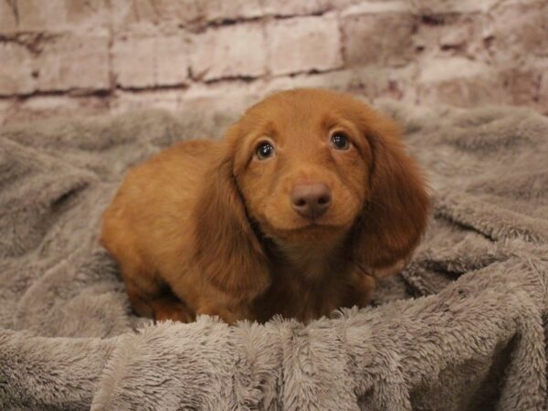 Dachshund- Available 2/16-DOG-Male-Red-1871-PetCenter Old Bridge, New Jersey